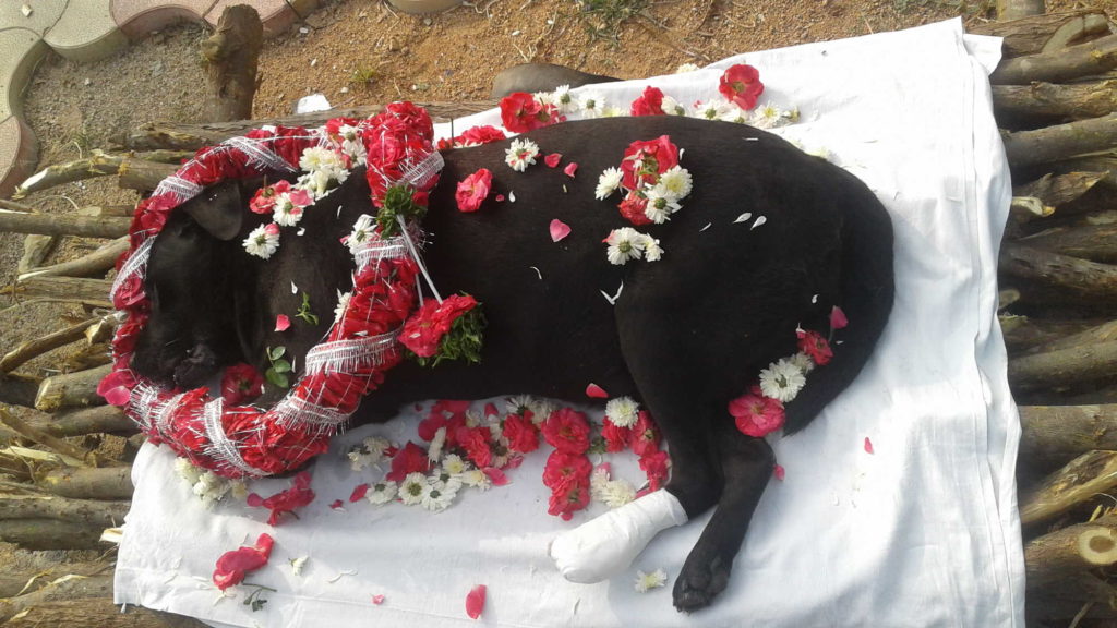 Pet Cremation in Hyderabad