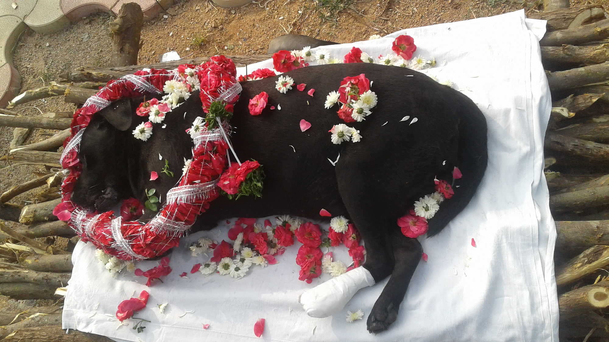 Pet Cremation In Hyderabad Pet Funeral Services Call 9346122492